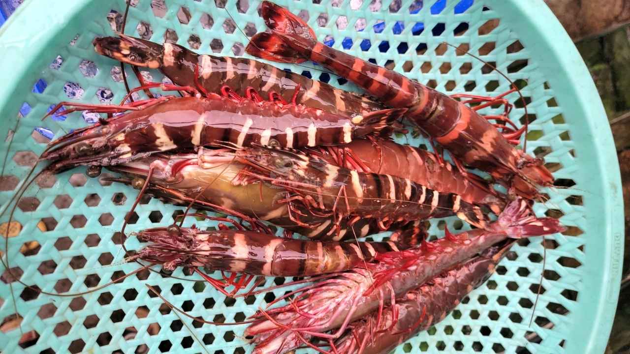 gia tôm sú sống thiên nhiên biển hôm nay